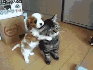 parejas,perro,gato,activo,pasivo