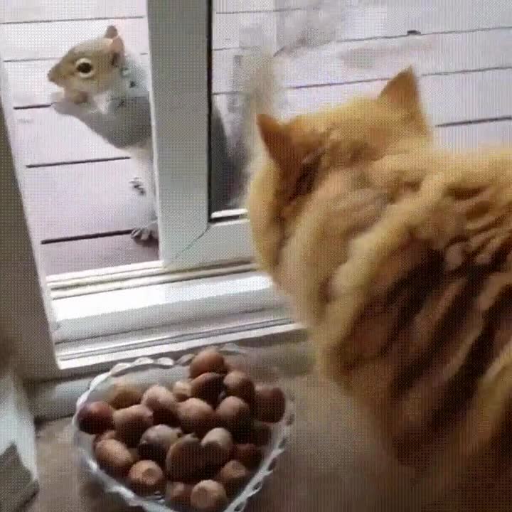 Enlace a Nada como colocar unos dulces delante de la puerta de casa para hacer nuevos amigos