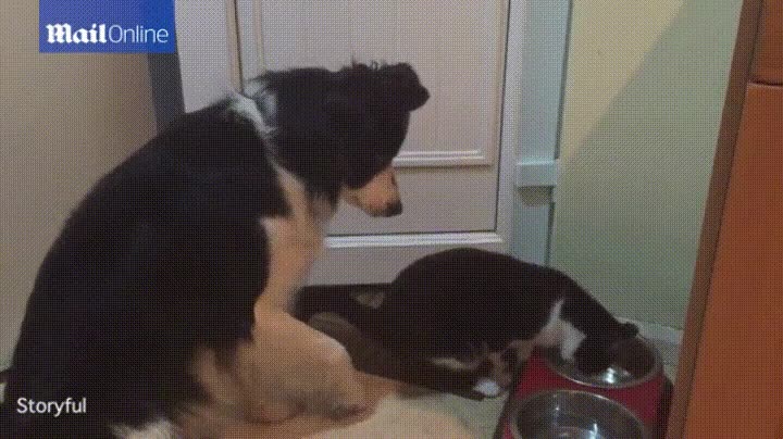 perro,gato,comida,guardar,porfa