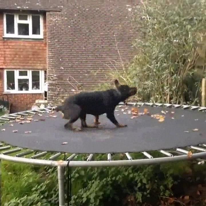 subir,perro,trampol&iacute;n,risas,pasarlo bien