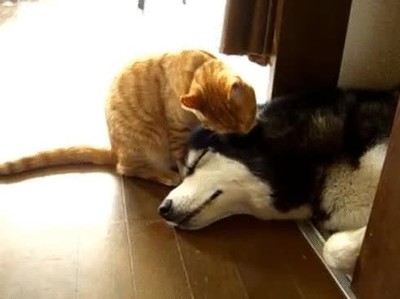 despertador,gato,perro,adorable