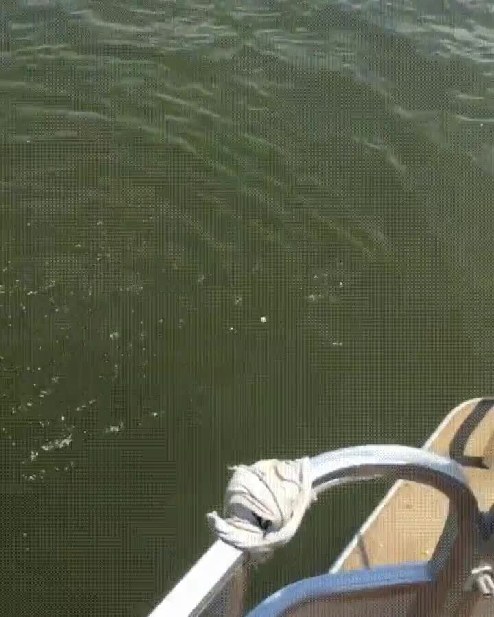 Zimbabwe,nunca,tirar,agua,comprobar,monstruo,cerca