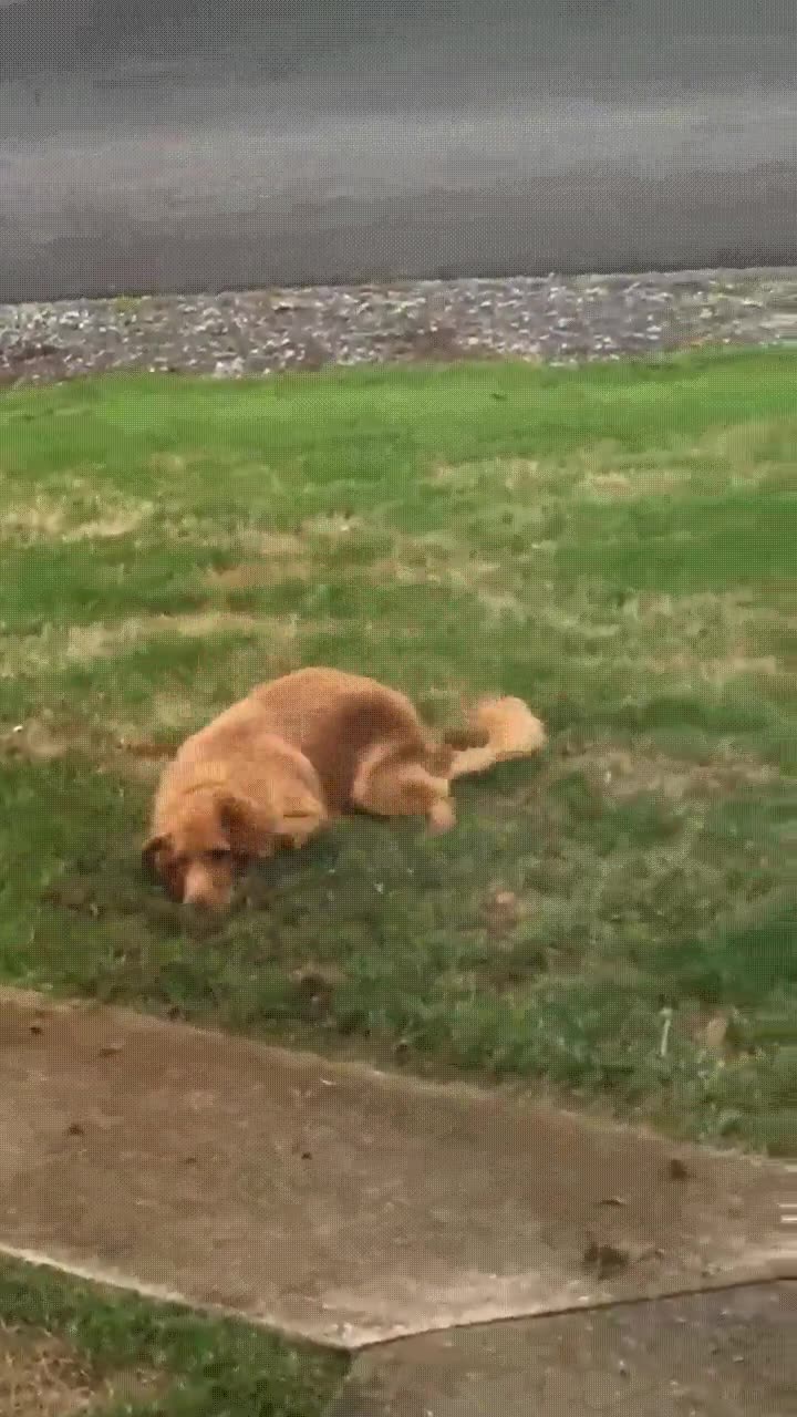 pillar,perro,agujero,jardin,disimular