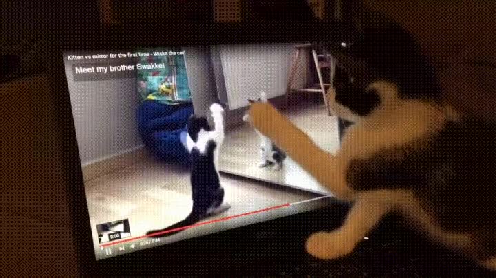 gato,video,pantalla,tutorial