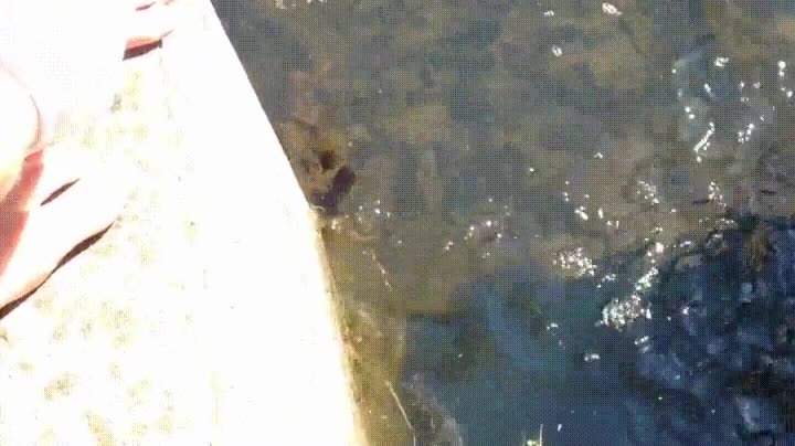 karma,instantaneo,cuidado,rana,ni&ntilde;a