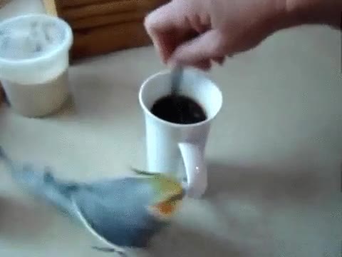 forma,sencilla,poner,contento,p&aacute;jaro