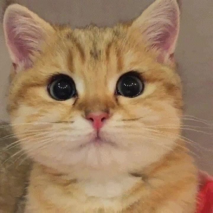 gato,adorable,ver,hoy,ojos,kawaii