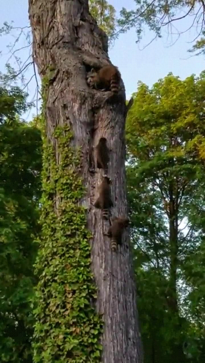 chavales,ir a dormir,arbol