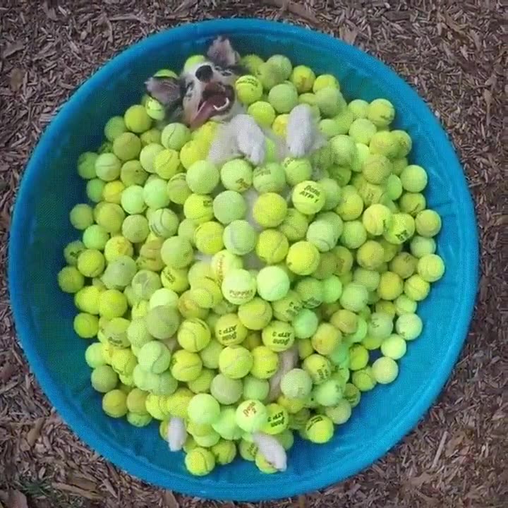 para&iacute;so,perros,pelotas,cubo,felicidad