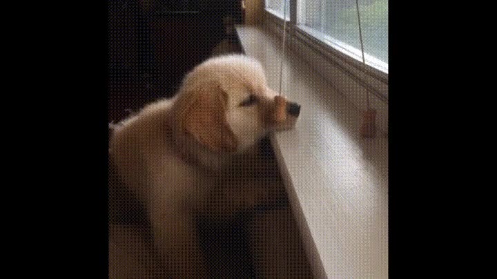 intentar,morder,a mano,perro