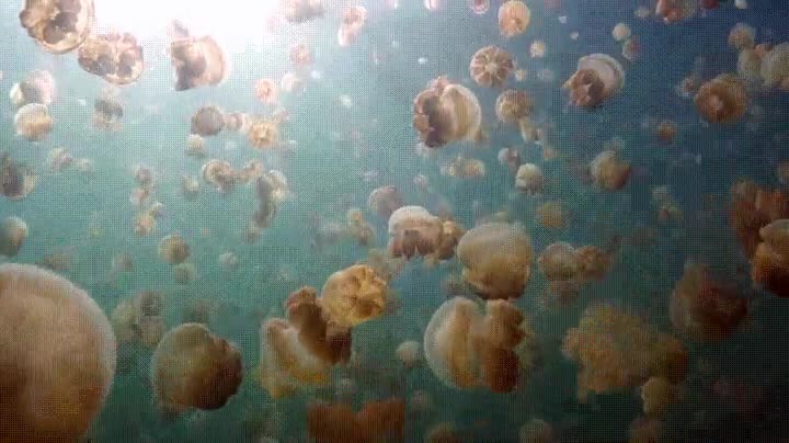 nadar,a trav&eacute;s,mar,medusas