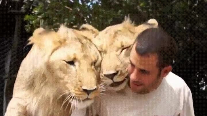 leones,adorar,criador,mimos