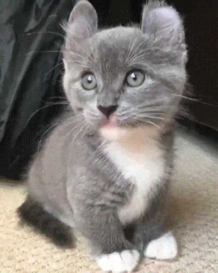 gato,adorable,ver,hoy