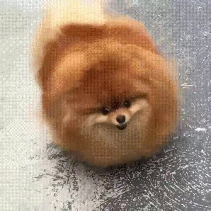 estrella,perro,pelazo,anuncio,champ&uacute;s