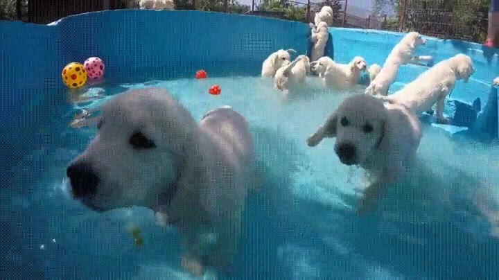 patrulla,canina,montar,fiesta,piscina