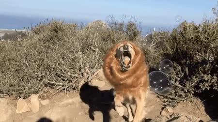 perro,cosplay,le&oacute;n,comer,burbujas