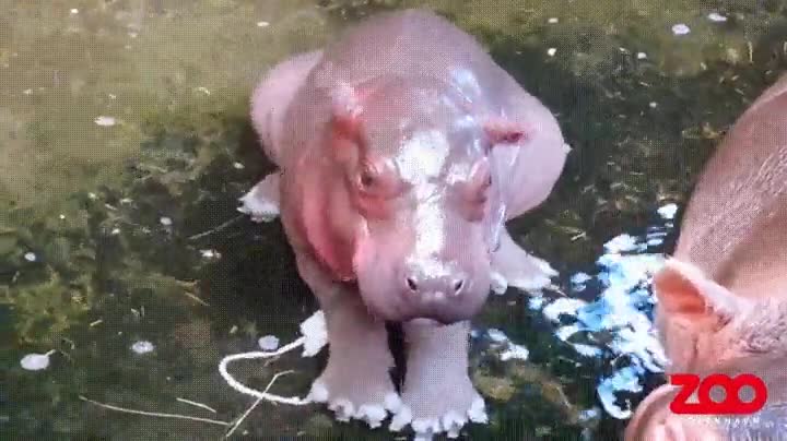 aspecto,hipop&oacute;tamos,reci&eacute;n nacido