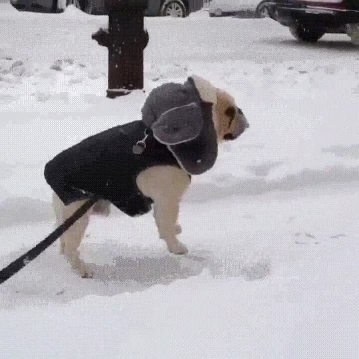 algunos,tremendamente,contentos,llegar,nieve