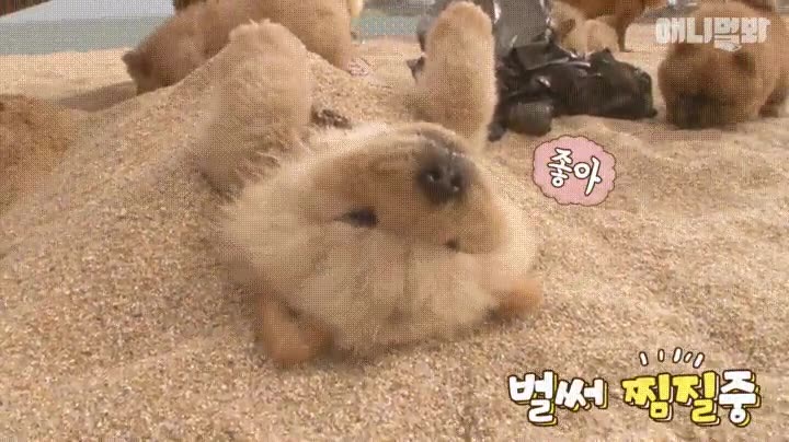 perro,tomar,sol,sin preocupaciones,envidia