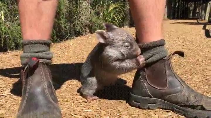 wombat,mejor,mascota,tener,pasear