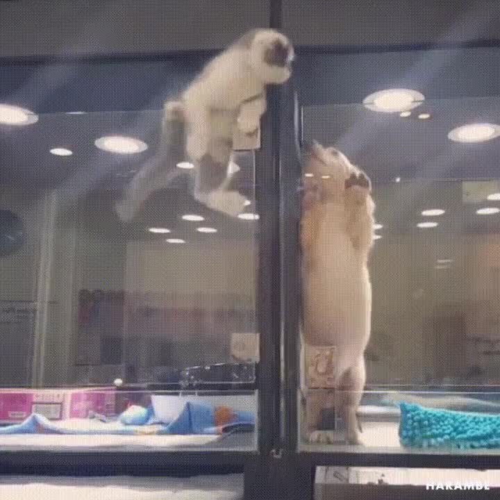 amor,barreras,perro,gato,saltar