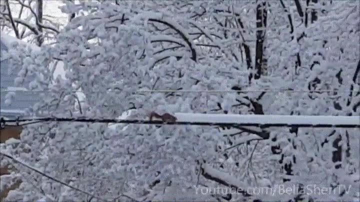 ardillas,comprometidas,comunidad,quitar,nieve