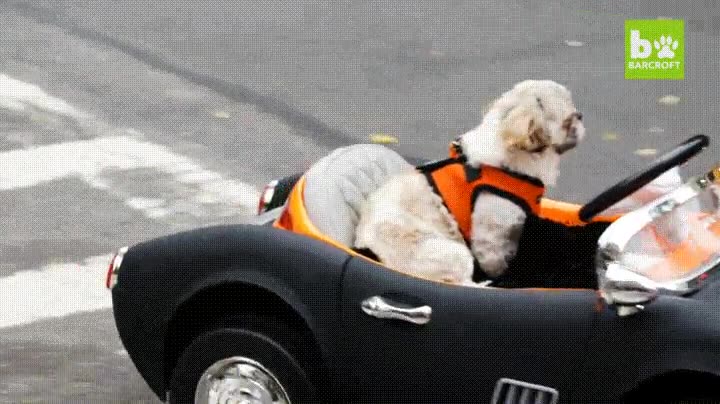 perros,decidir,independizarse,pasear