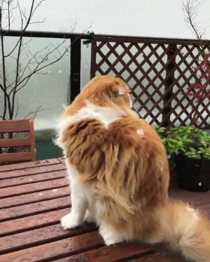 cosa,blanca,caer,cielo,gato,nieve