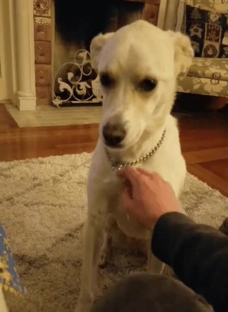 perro,rascar,mano,caricias,no pares