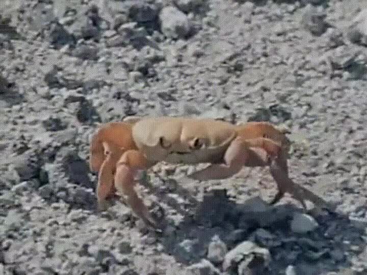 bienvenido,club de la lucha,cangrejo,suficiente,duro,entrar