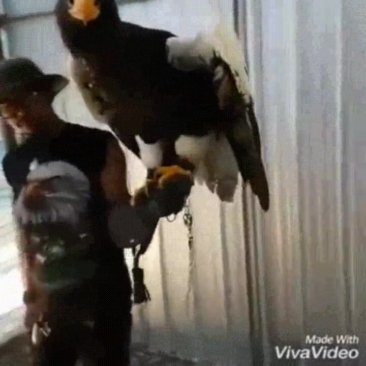 aconsejar,buscar,mascota,peque&ntilde;a