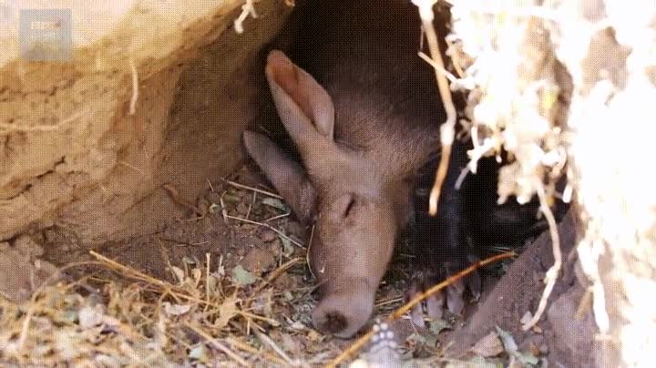 Enlace a ¿Qué crees que está soñando?