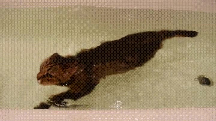 gato,amante,agua,encantar,largos,ba&ntilde;era,casa