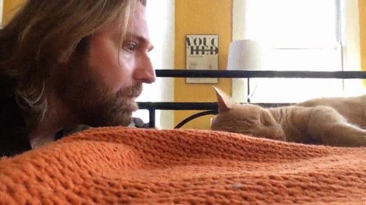 venganza,despertar,gato,grito