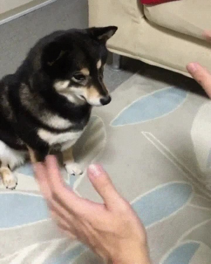 perro,introducido,maravilloso,mundo,magia