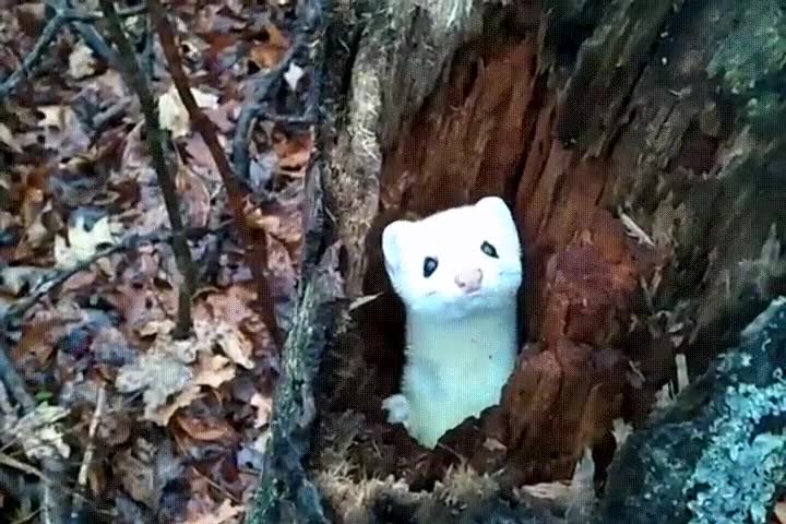 llegar,primavera,tronco,hey,saludo