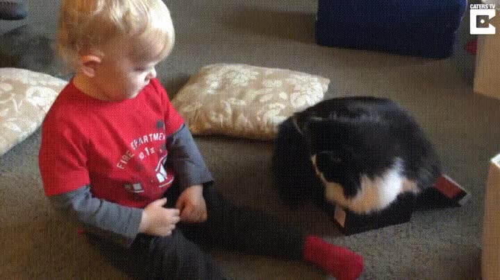 humano,imitar,gatos,compa&ntilde;&iacute;a