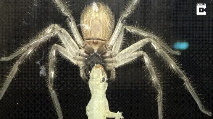 decidir,nunca,visitar,australia