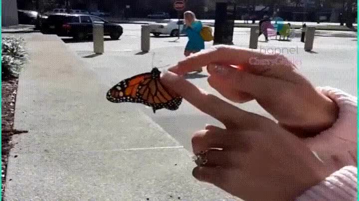 mariposa,volar,libertad,cielos,presa