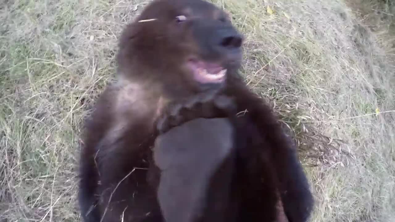 demostrar,osos,cosquilas,plantas,pijavascript:;es