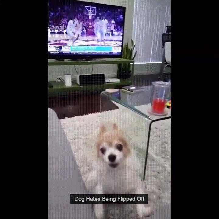 amables,perros,siempre,peineta,carvajal