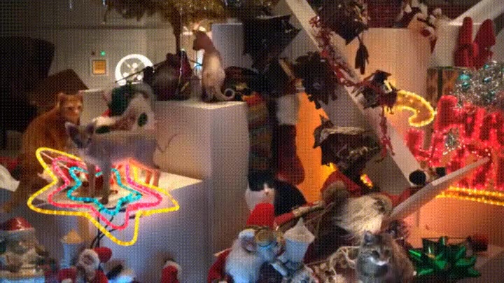 navidad,gatos,liandola,todas,mejor