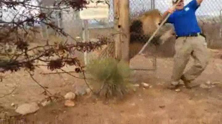 momento,susto,parar,corazón,león
