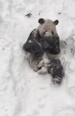 pocas cosas,adorables,panda,jugar,nieve