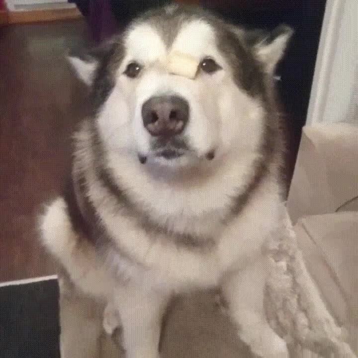 phil,ententar,fuerzas,superar,reto,maniqui