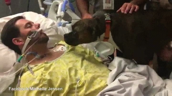 decir adios,due&ntilde;o,perro,ultima vez