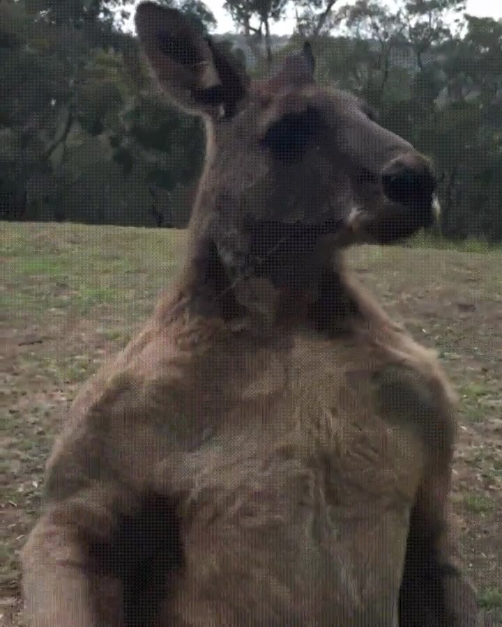 papa,volver,casa,atrapado,cuerpo,canguro