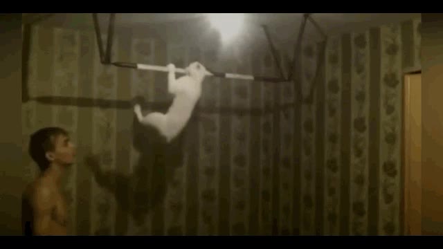 gatos,poder,excusa,fuerte