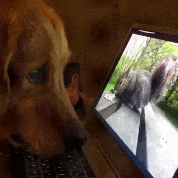 perro,obsesionado,ardillas,cara