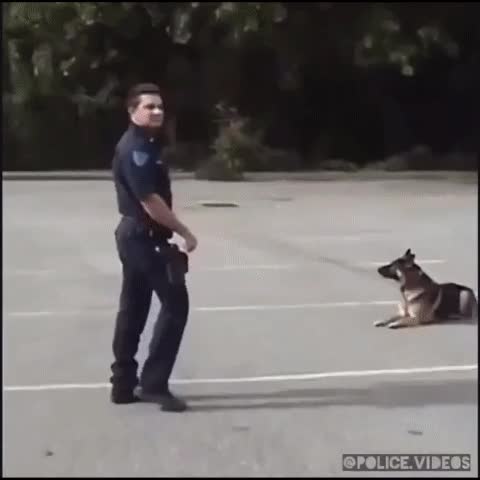 perros,policia,inteligentes,puerta